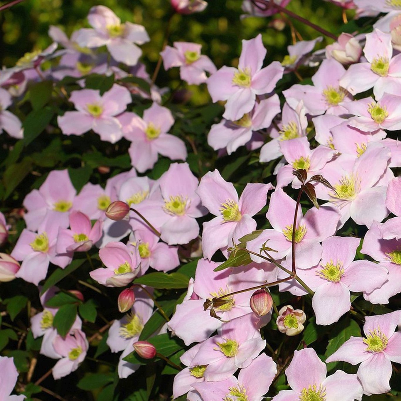 Klematis – Clematis 'Elizabeth' - C2 50-60 CM 3 Stick